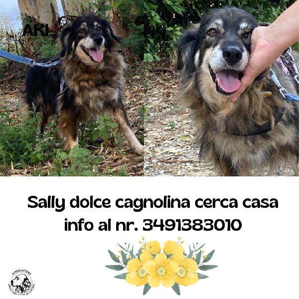 Sally Dolce Cagnolina Taglia Media Cerca Adozione A Latina